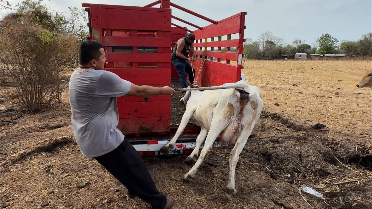Cargando la vaca parida mira como los costo