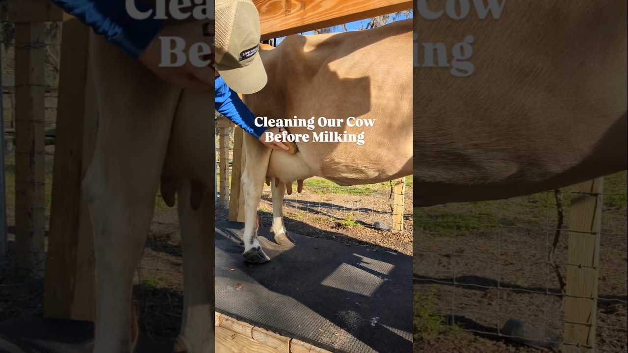 Cleaning Our Milk Cow Before Hand Milking 😊🐮