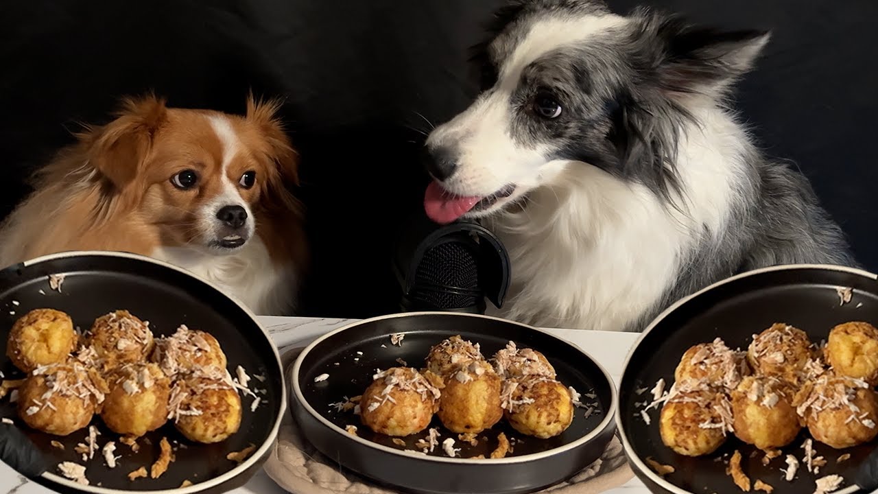 Dog Friendly Takoyaki Recipe🐙 & Mukbang | ASMR #dogfood  #dogtreats