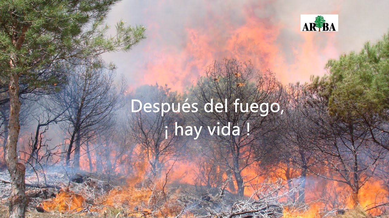 Después del incendio, hay vida