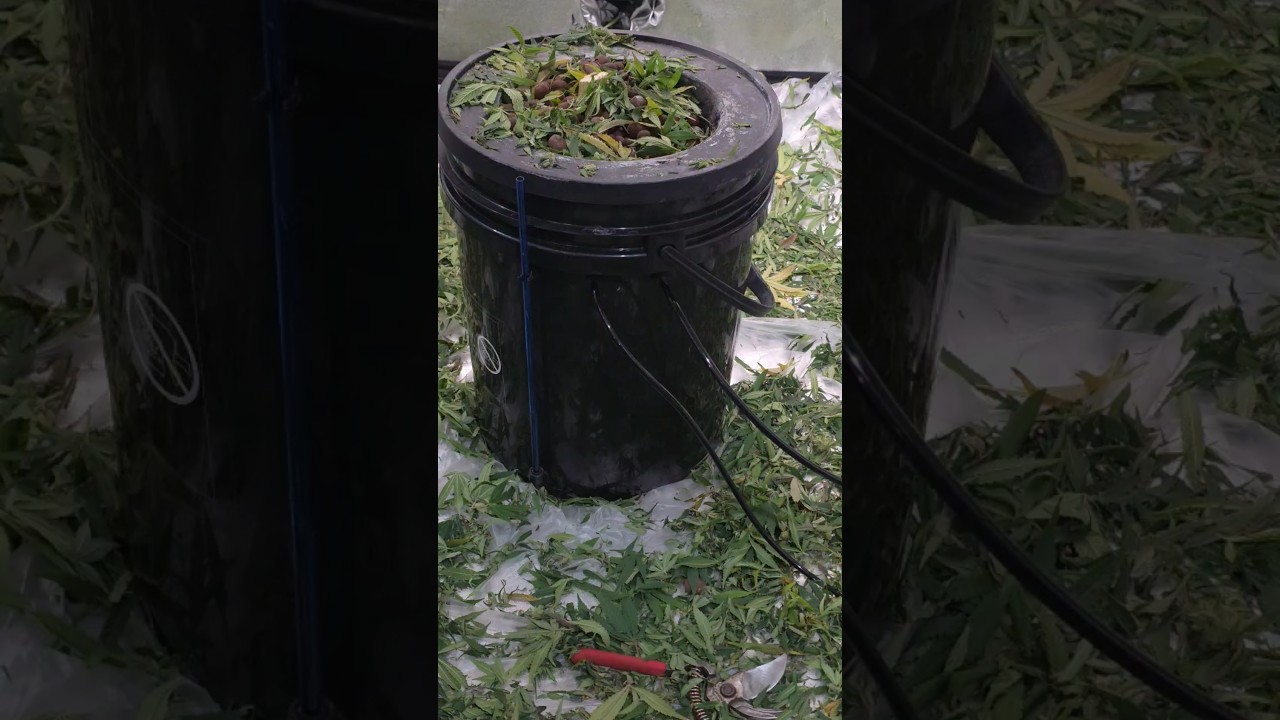 After trimming #bananacane clone.
