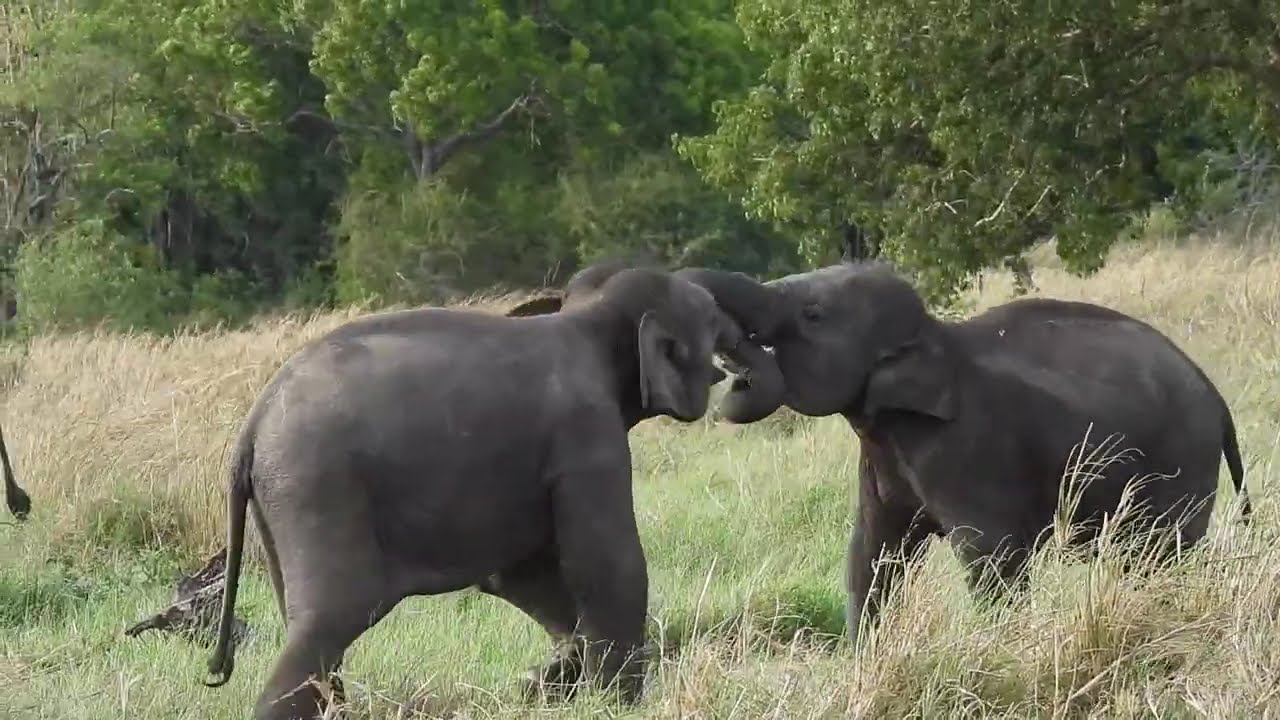 Two Little Elephants Playing - Cute Baby Elephants Having Fun in Kaudulla National Park Sri Lanka 🐘