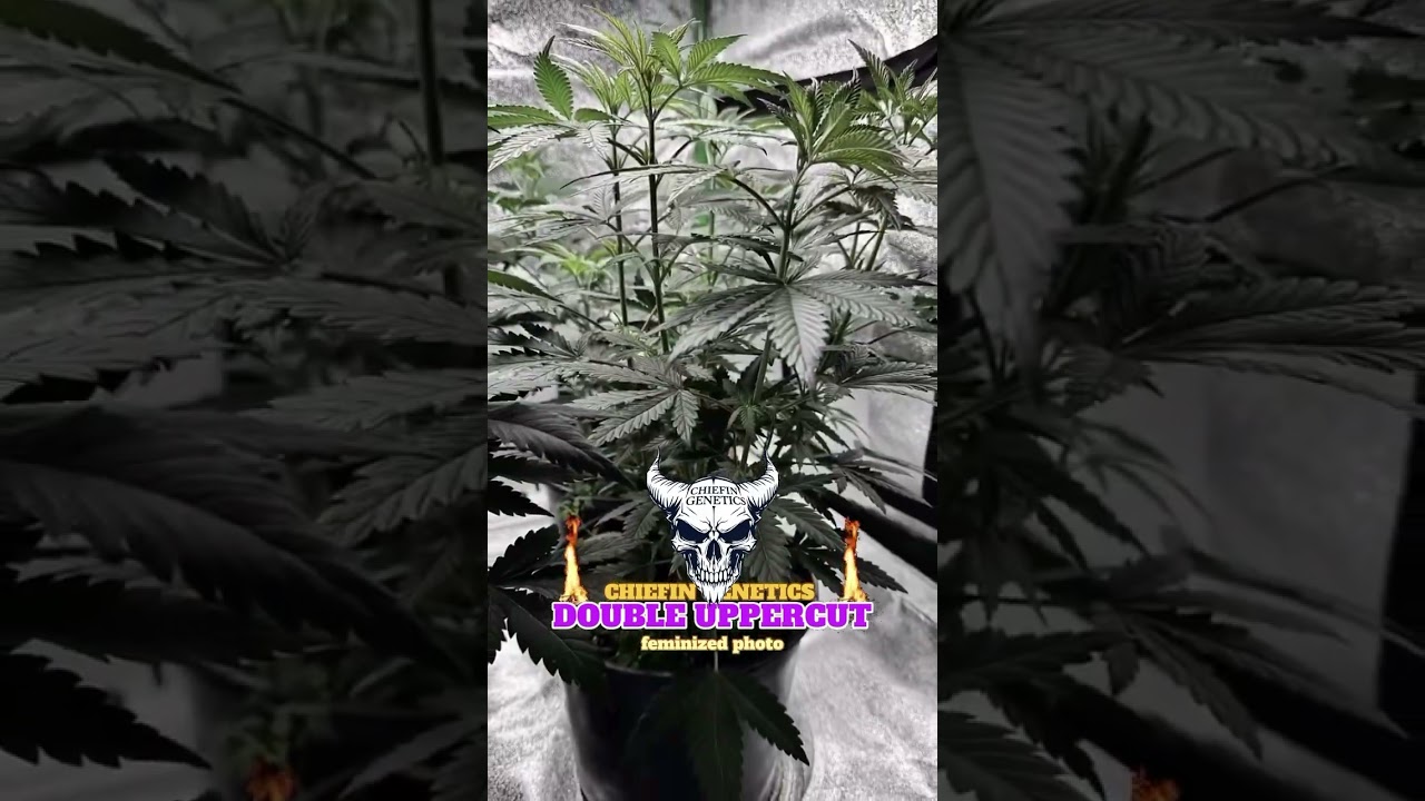 COMING SOON! Redrop from the past. Bred & Grown by: CHIEFIN GENETICS