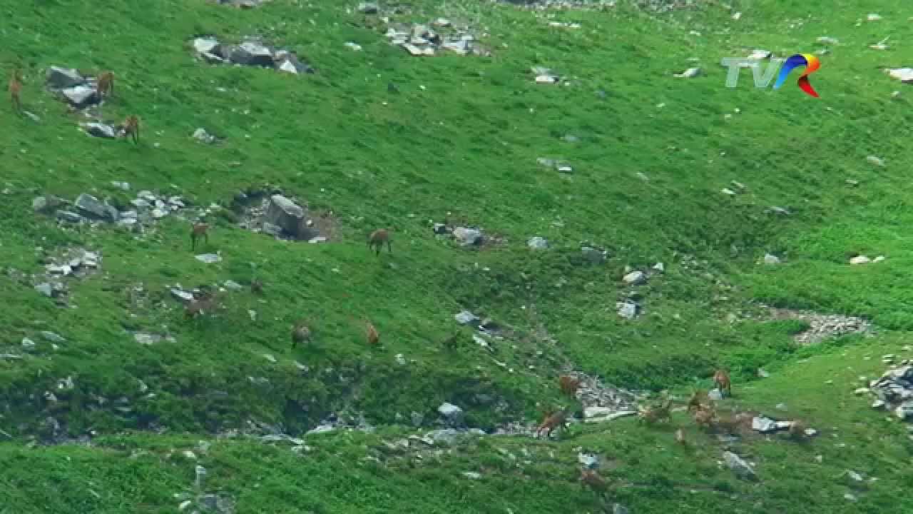 Romania Turistica - Muntii Fagaras Ep.13 -  Panda a capre negre