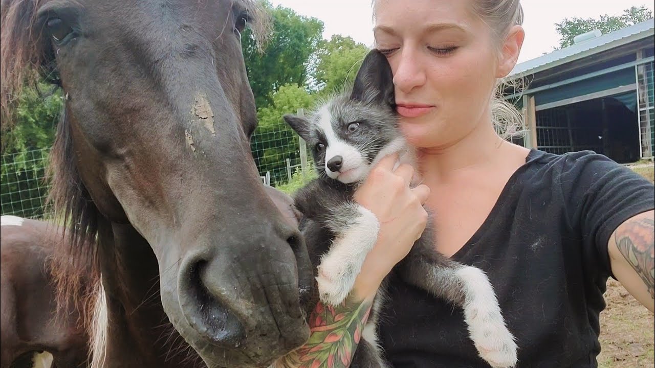 Kipper meets animals -- Featuring Finnegan Fox