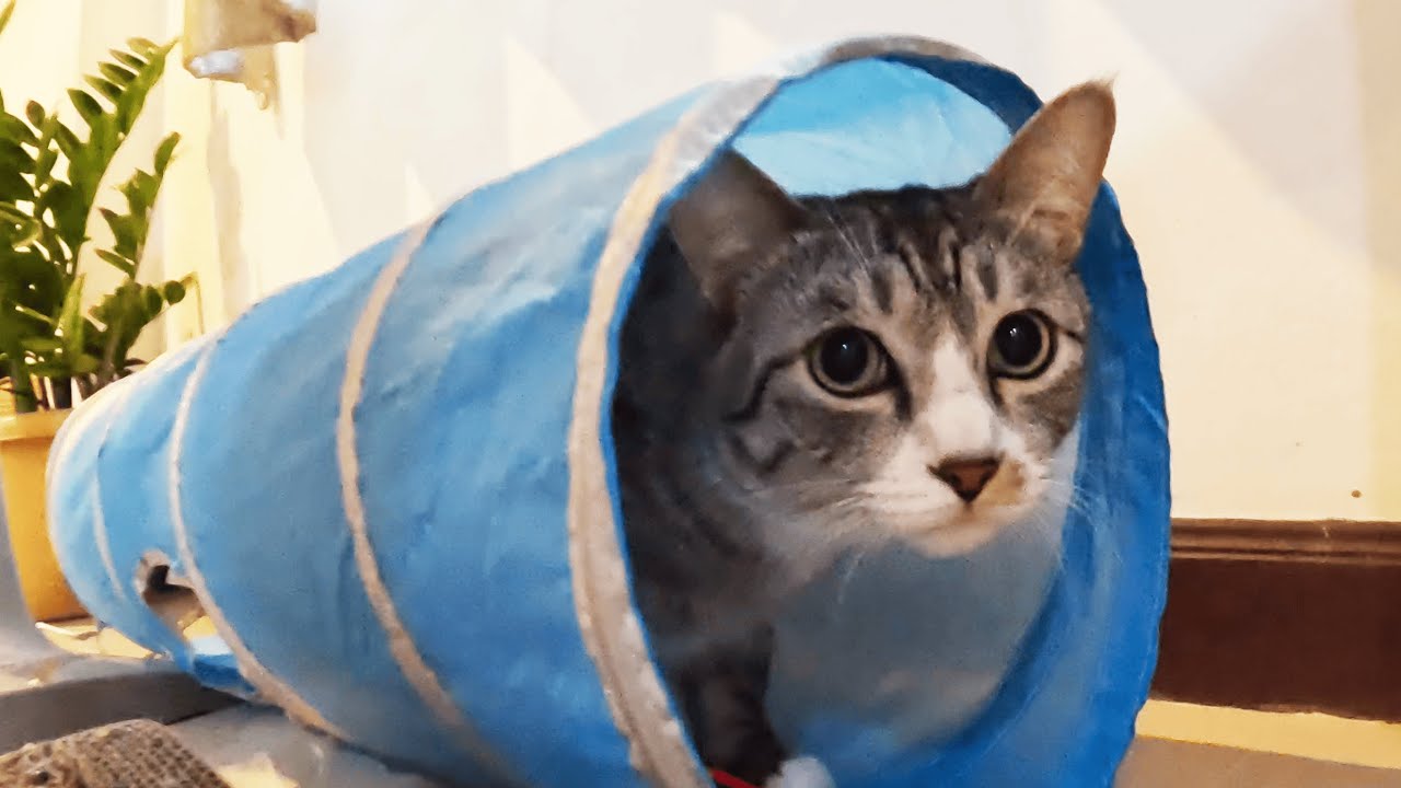 Daily Cat Calm | Peaceful Play & Tunnel Fun 🐱