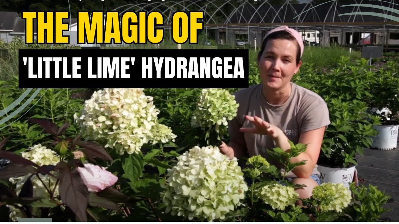 Dwarf Little Lime Hydrangea Plant Highlight | Catherine Arensberg