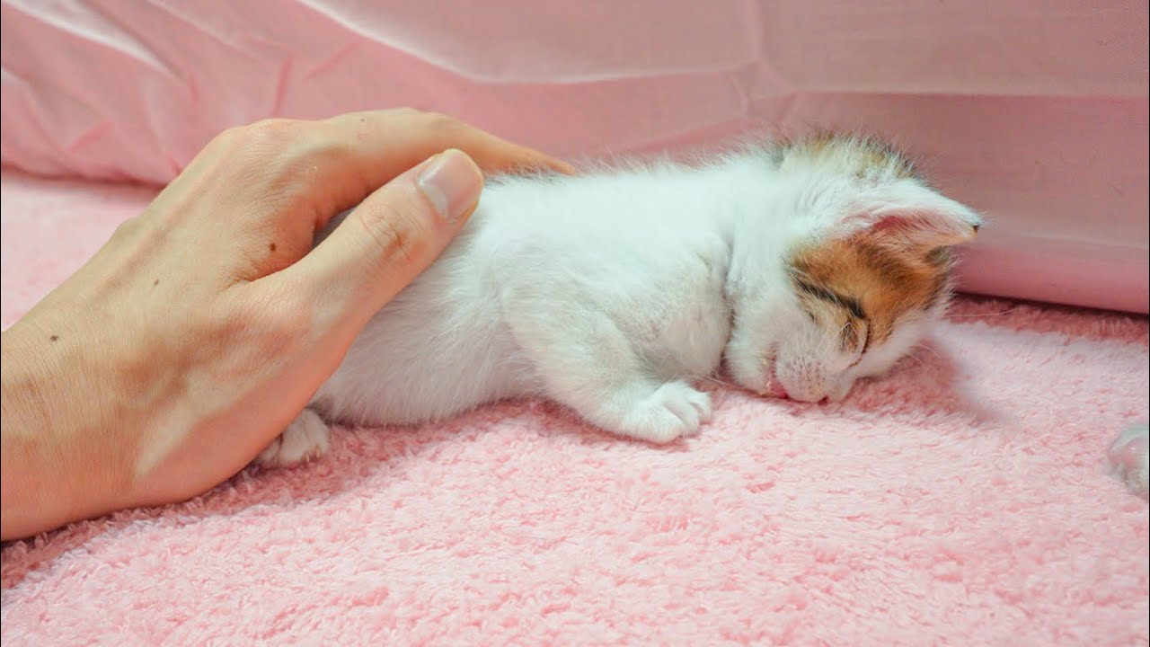 The Rescued Kitten Suddenly Fainted While Playing