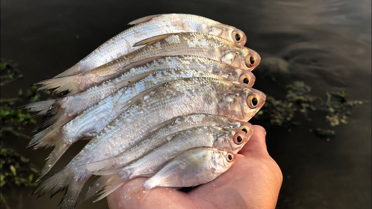 Bass Love Gizzard Shad!