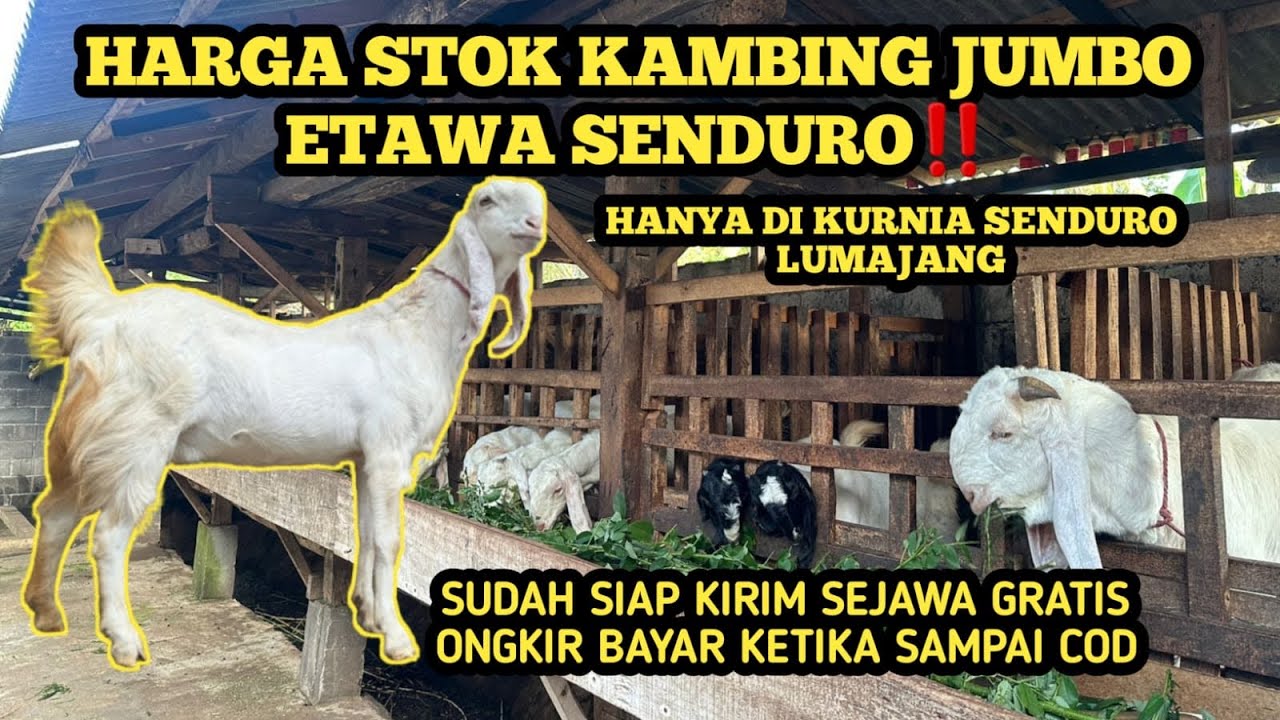 HARGA STOK KAMBING JUMBO ETAWA SENDURO‼️ di kurnia farm Lumajang