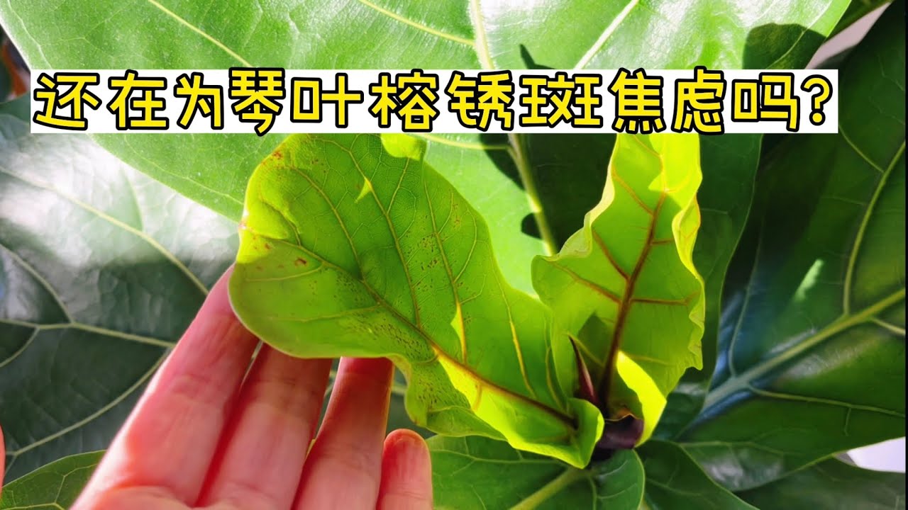 琴叶榕怎么养？琴叶榕日常养护小经验。【莎拉养花】