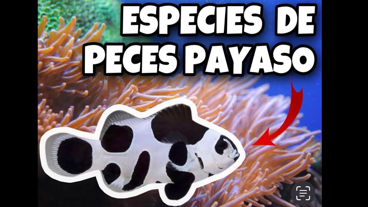 PECES PAYASO NEGRO Y BLANCO/ que especies hay?? / disponibles