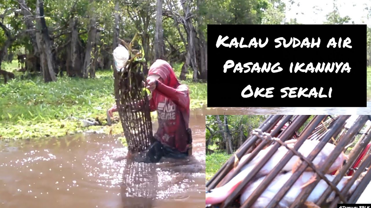 Ketika musim Hujan tiba, Pasang 10 Bubu lukah banyak sekali dapat ikan Bakut Betutu ikan malas. 