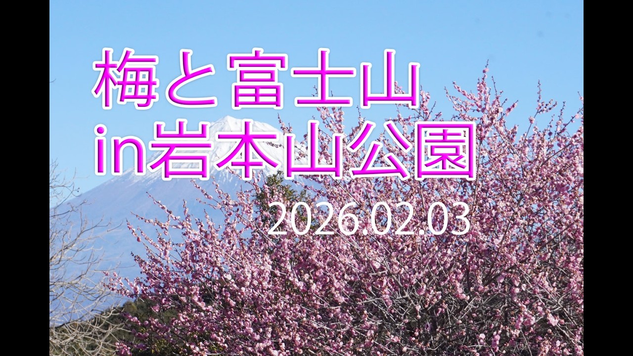 岩本山の梅を見てきました 2026 02 03