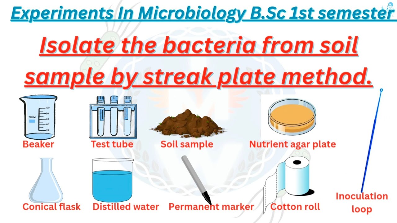 Isolate the bacteria from soil sample by streak plate method #viralvideo #experiment#bscmicrobiology