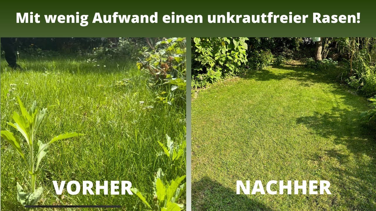 Sch&ouml;ner Rasen mit wenig Pflegeaufwand nach 7 Wochen 🌱 | Unkraut im Rasen ohne viel Aufwand entfernen
