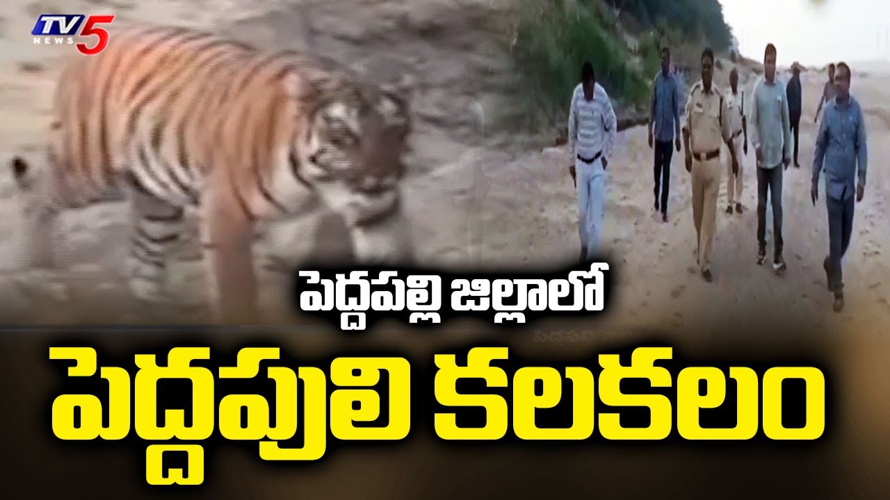 పెద్దపల్లి జిల్లాలో పెద్దపులి | Tiger Spotted in Ramagundam | Peddapalli | TV5 News