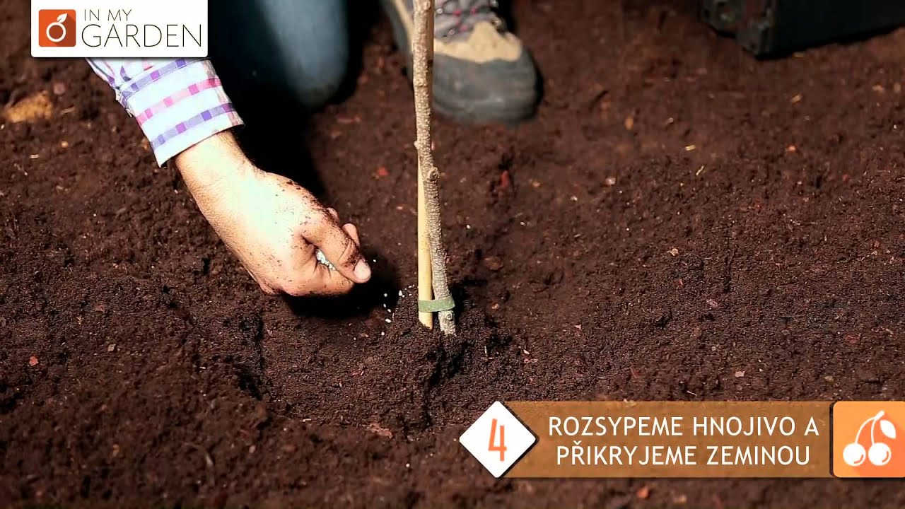 11 JAK ZASADIT STROMOVÝ OVOCNÝ KEŘ Z KVĚTINÁČE