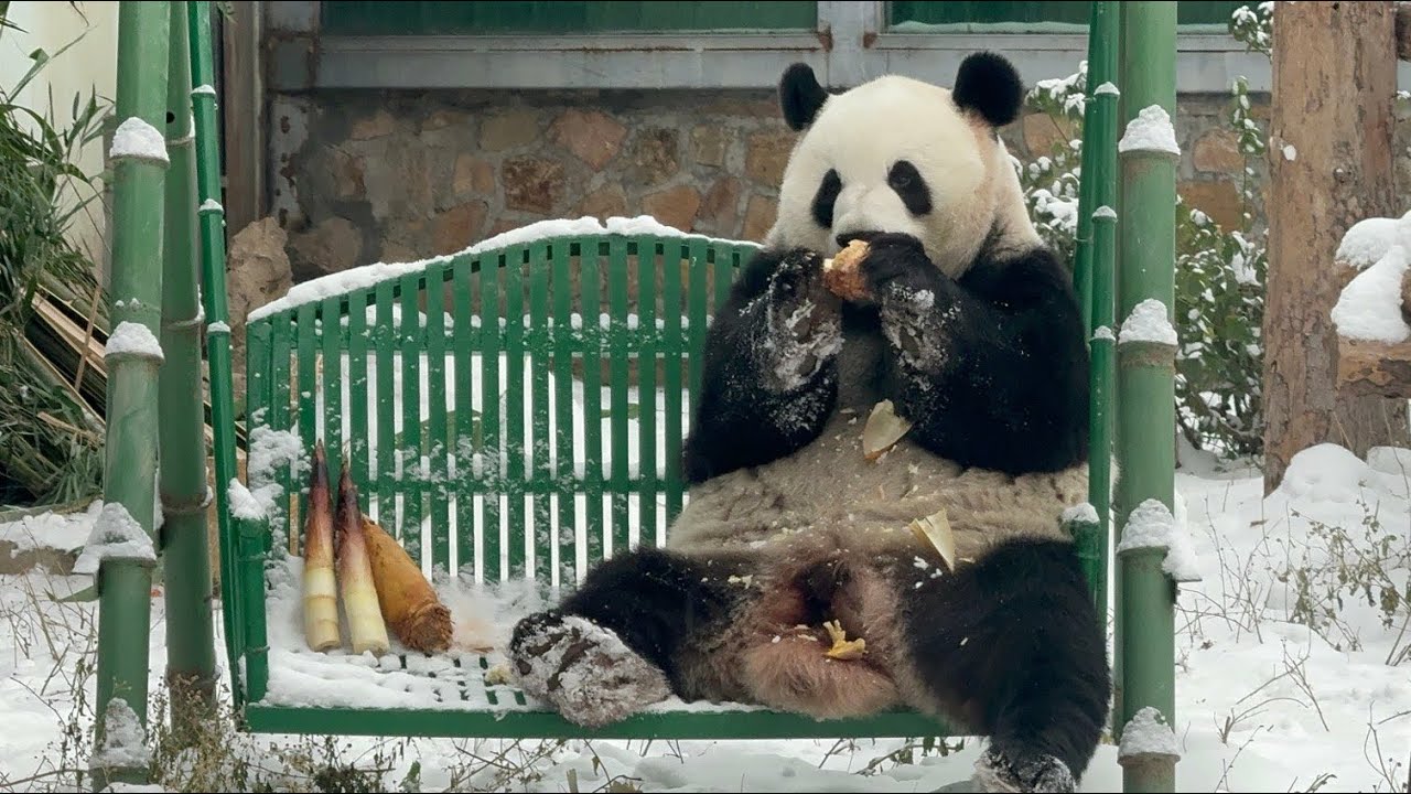 极美，雪中萌兰~雪佛兰❤️