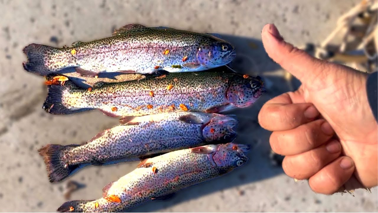 Trout Limits! Arizona Urban Pond Rainbow Trout Fishing