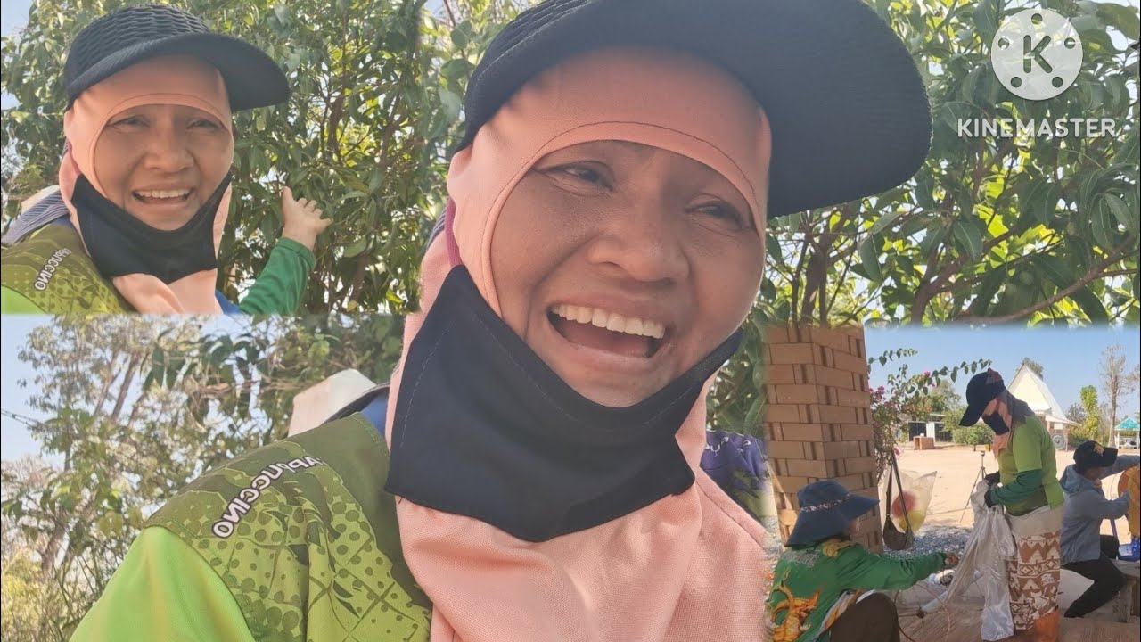 ตะลึง!เพิ่งเห็นมะยมชิดออกลูกเยอะขนาดนี้มาดูคืออะไรfc,เก็บผ้าฉัตรงานนี้เสือโดนอีก