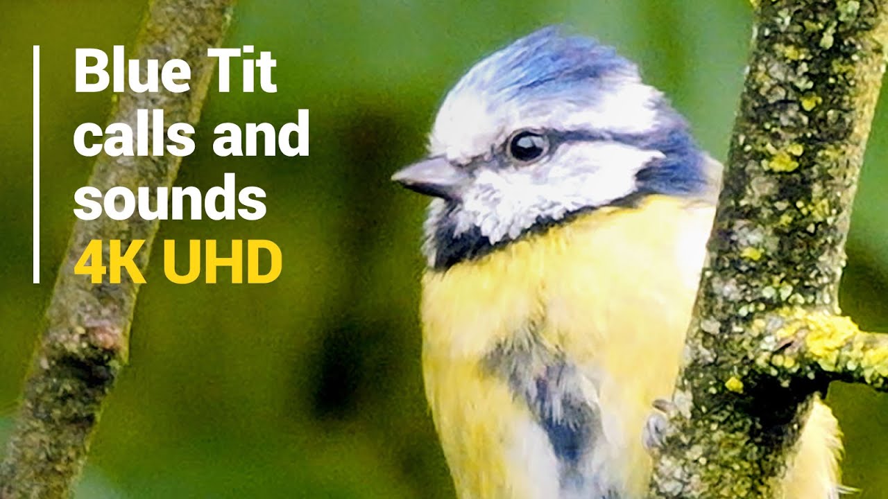 The Blue Tit's distinctive calls & songs 