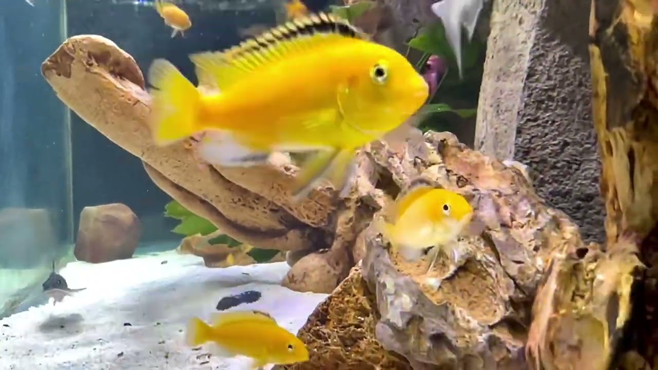 Yellow Lab Cichlids (Labidochromis caeruleus) = Perfect Tank Mates!