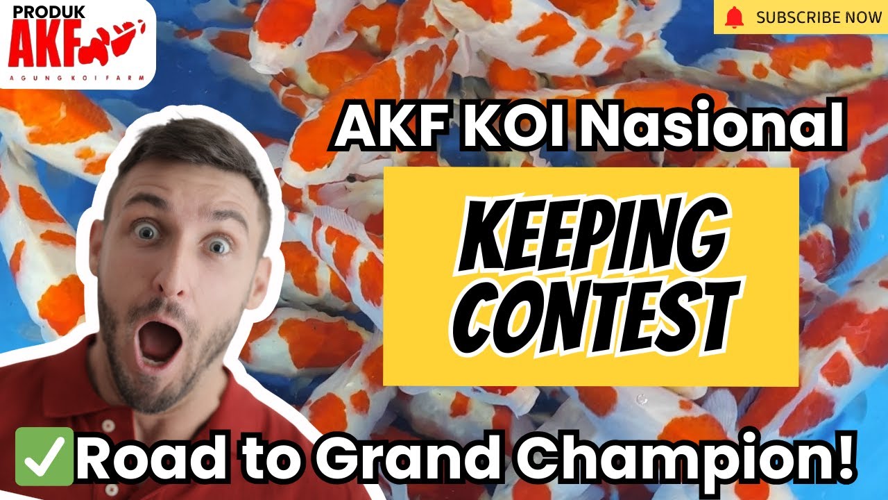 AKF NATIONAL KOI KEEPING CONTEST🔥Ready to Show • Road to Grand Champion  @LKNKEDIRI