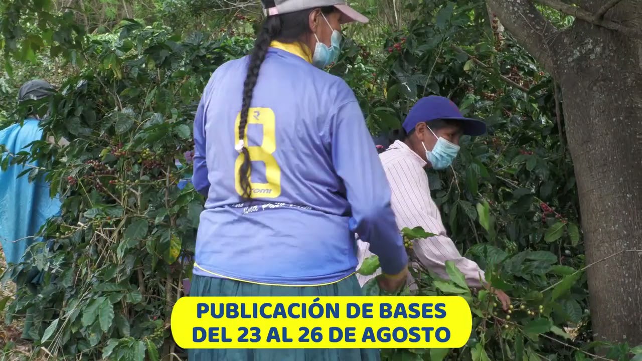 Venta de caf&eacute; pergamino del ex fundo Potrero