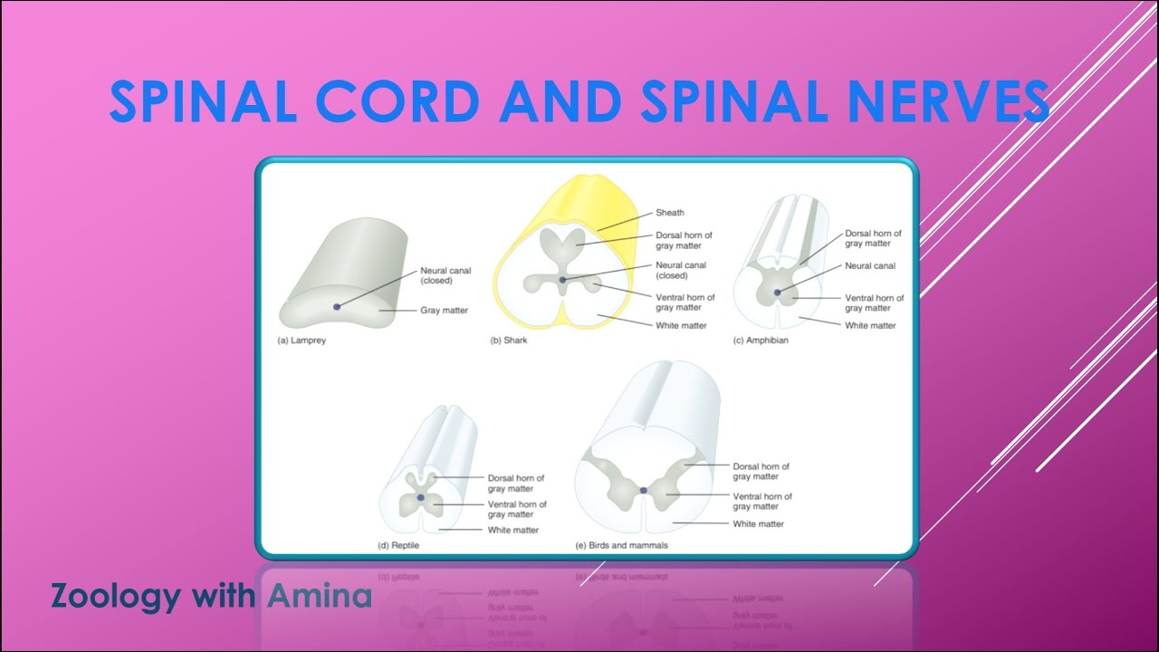 Spinal cord, spinal and cranial nerves | Zoology with Amina