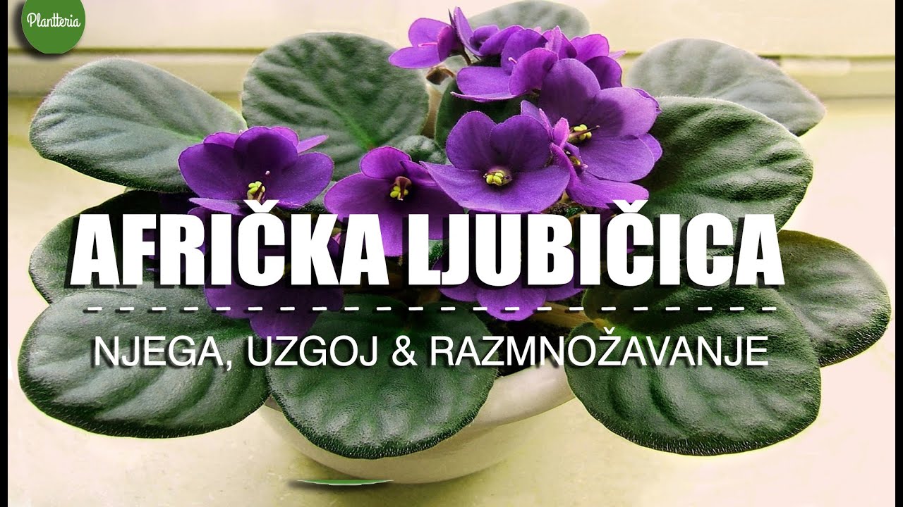 AFRIČKA LJUBIČICA - Kako je njegovati i razmnožiti