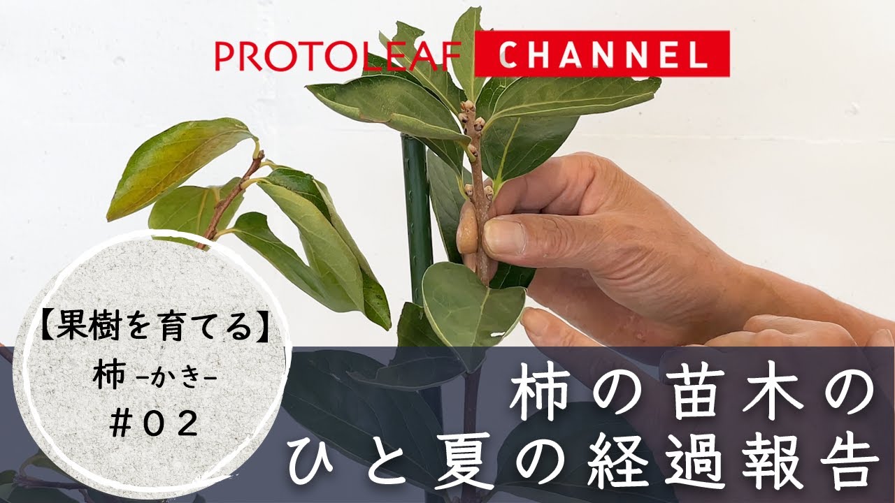 【果樹を育てる#02】柿の苗木のひと夏の経過報告