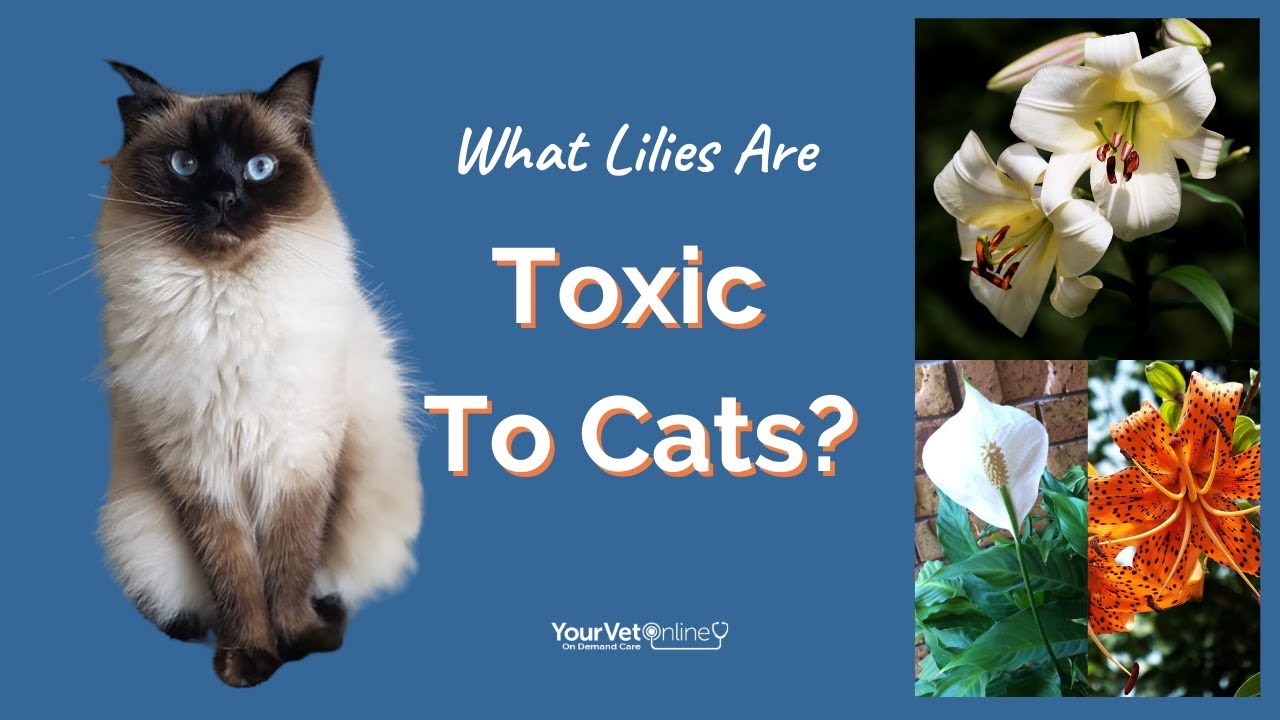 Are Lilies Poisonous To Cats?
