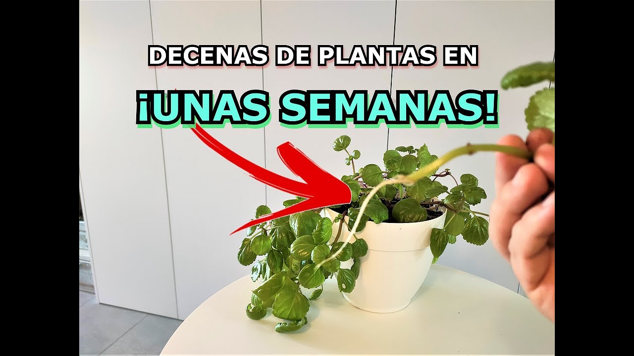 REPRODUCIR PLANTA DEL DINERO POR ESQUEJES. Multiplicación de planta de la moneda