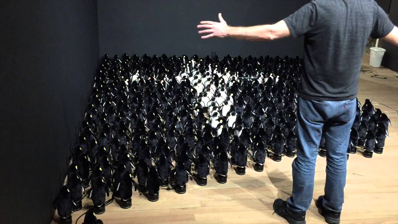 penguins timelapse