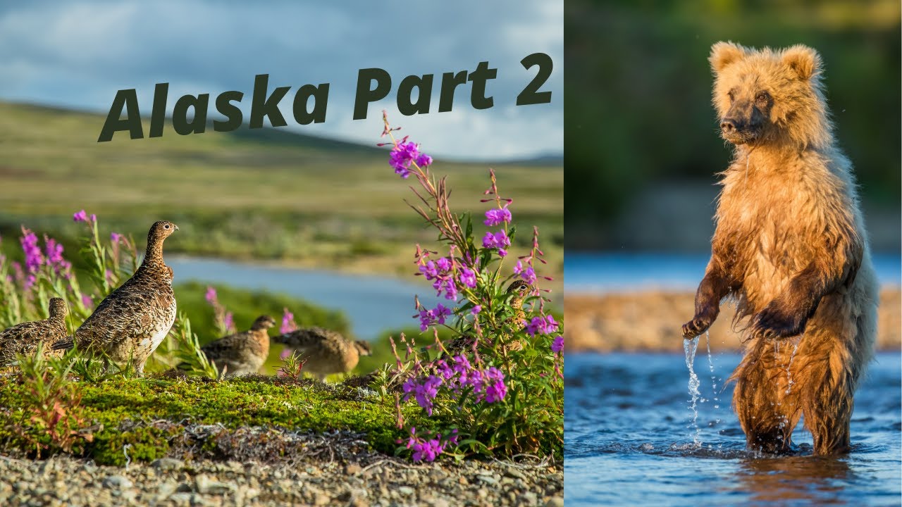 8 DAYS SOLO IN ALASKA PART 2 - WILDLIFE PHOTOGRAPHY, PTARMIGAN AND MORE BEARS