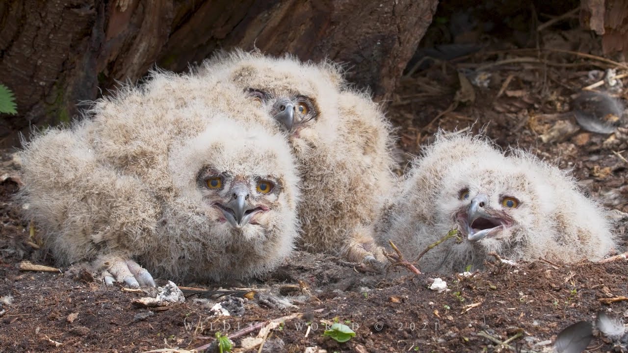 EAGLE OWL bird NEST with three chicks on the ground