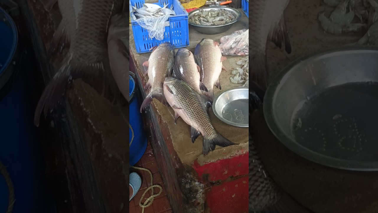 Big Size Rohu Fish For Sale 🐟😱#fish #fishing #shorts #ytshorts #trending #viralshorts #fishingworld