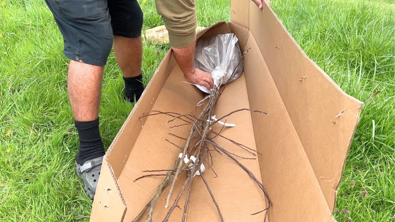 The start of a fruit orchard - Fruit Tree Unboxing