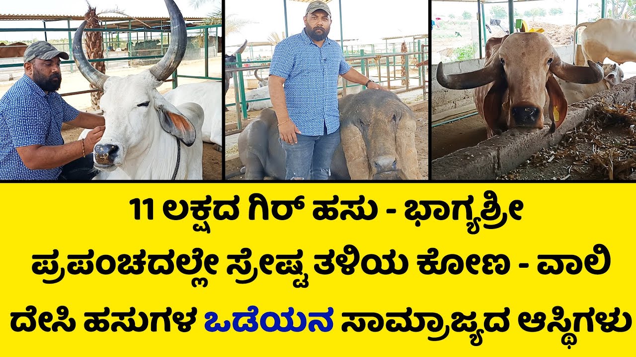 ಗಿರ್ ಹಸುಗಳನ್ನ ತರಬೇಕಾದರೆ ಇದನ್ನು ಗಮನದಲ್ಲಿ ಇಡಿ | Hebbevu Farms | Biggest gir cow farm |
