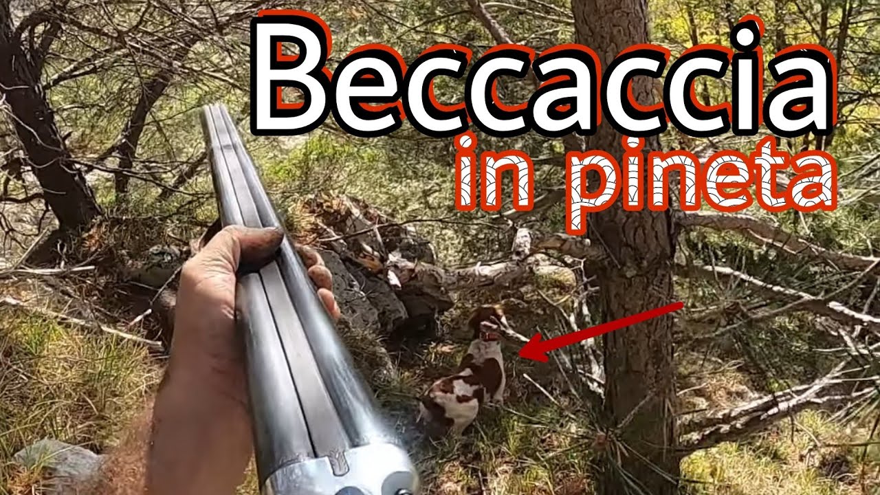 Caccia alla beccaccia in pineta-Benito il breton e Assunta la setter-Con vecchia doppietta -GoPro VS