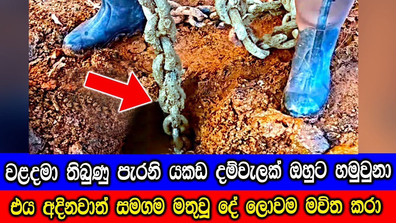 ගෙවත්තෙන් හමුවූ ලොවම මවිතයට පත්කළ දේවල්.