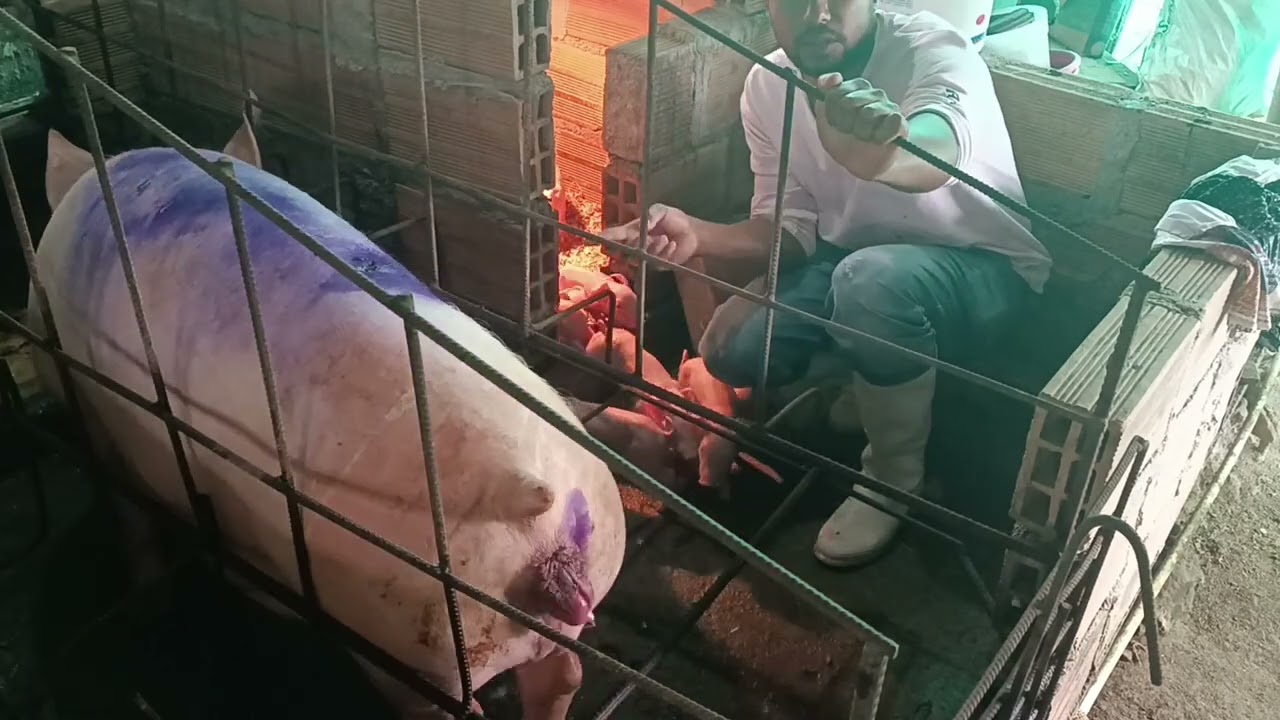 cerda agresiva después del parto. no da de comer a los lechones. ¿que hago?