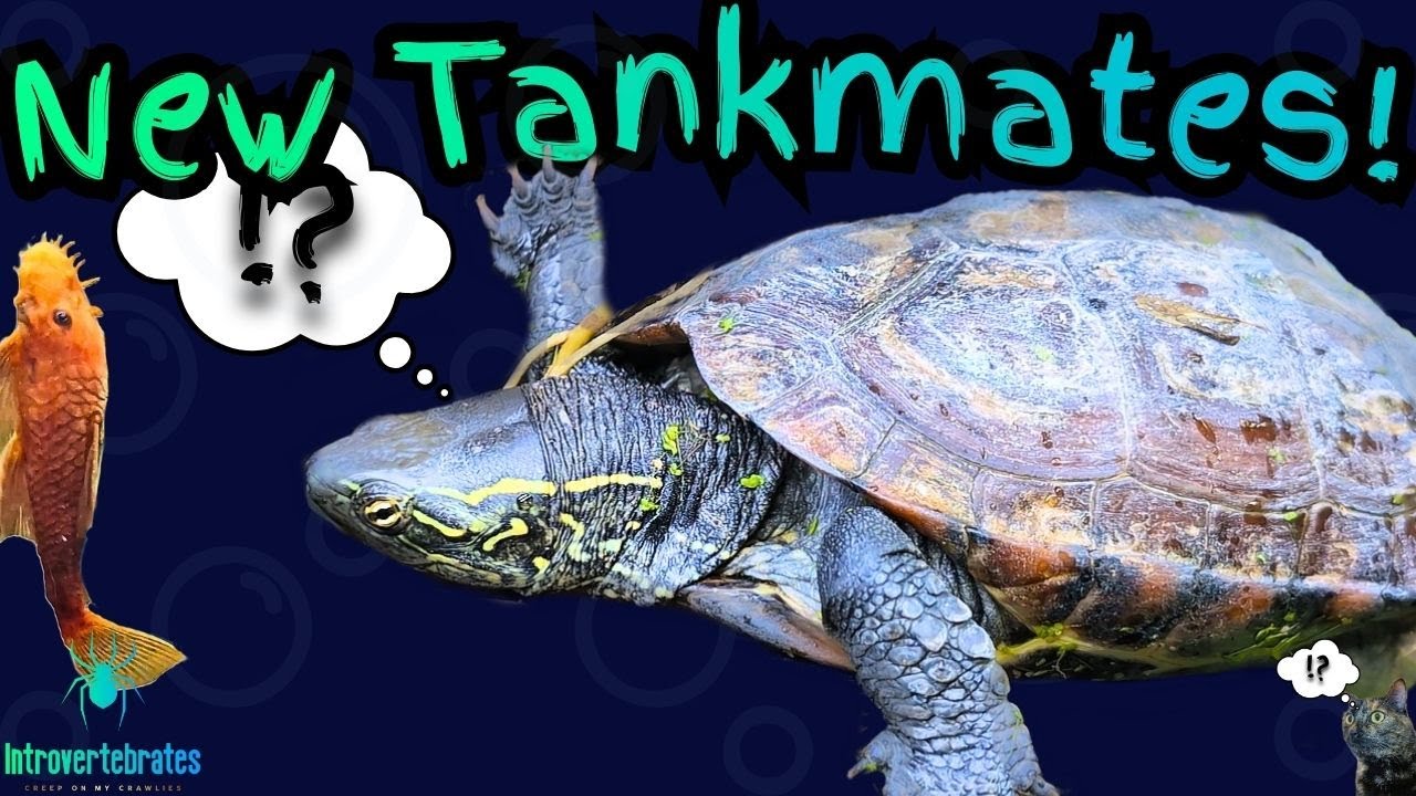 My Turtle Sonja Meets Her New Tankmates… 🐢🐟