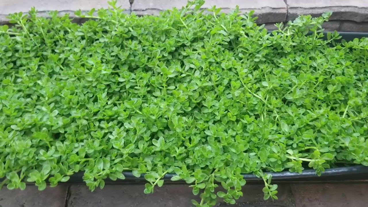 GreenMangoes | Growing Bacopa Monnieri in Las Vegas garden - Water Hyssop - Bitter Herb - Rau Dang