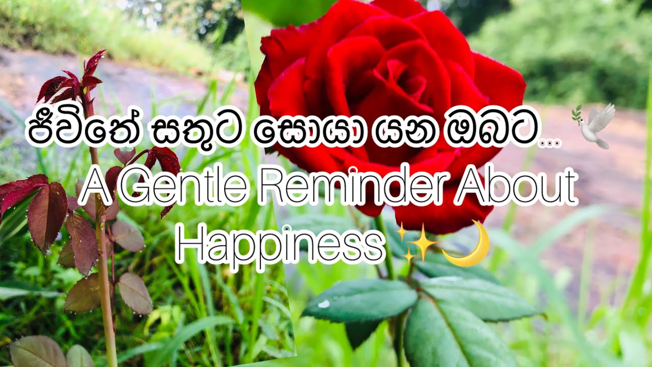ජීවිතේ සතුට සොයා යන ඔබට... ✨ | A Gentle Reminder About Happiness ❤️🩹🍃