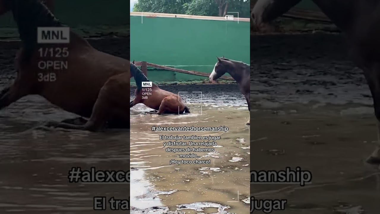 EL CHARCO ES EL CHARCO, Y ELLOS NO PERDONAN… DESPUES DE MOVERNOS UN POCO, TIEMPO DE SPA.