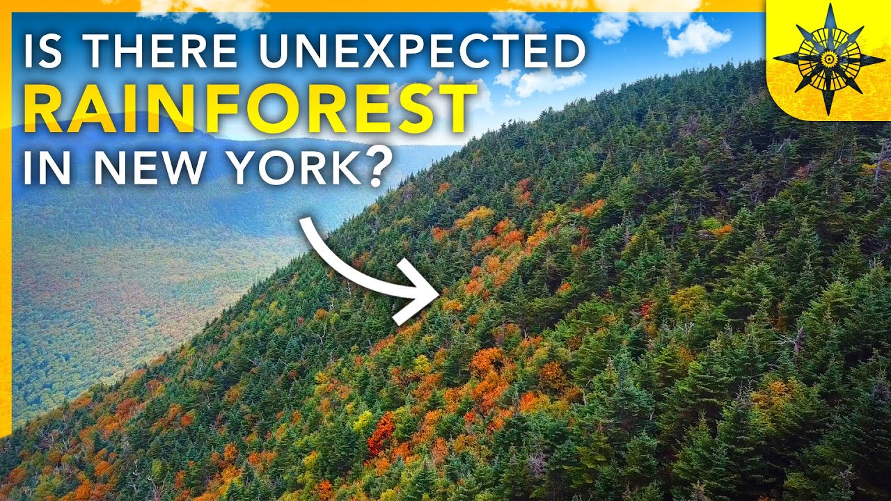Есть ли в Нью-Йорке ТРОПИЧЕСКИЙ ЛЕС?