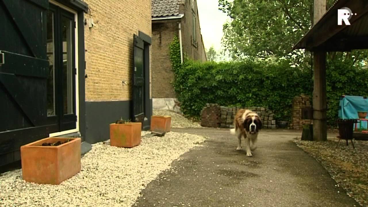 Hond jaagt inbrekers sloot in