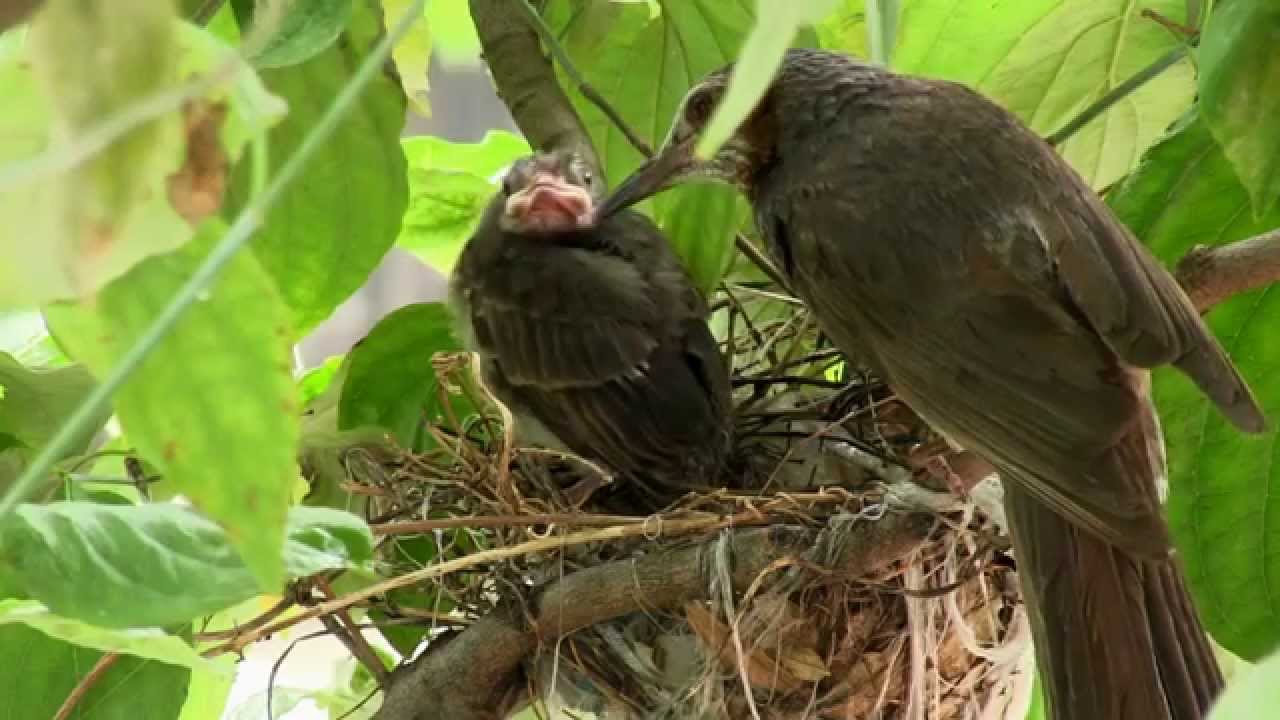 ヒヨドリの子育て⑧　 巣立ち　（完結編）